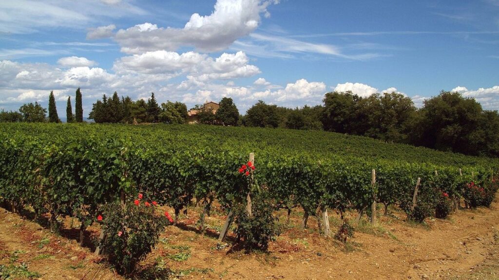 Vinmarker med Sangiovese ved Montalcino i Toscana